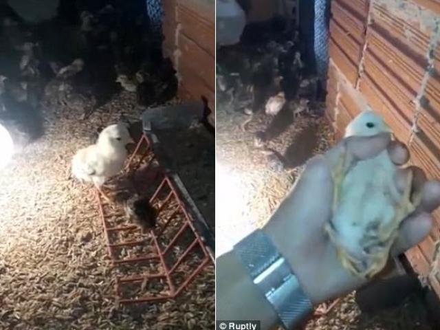 Phát hiện gà con 4 chân kì dị ở Brazil