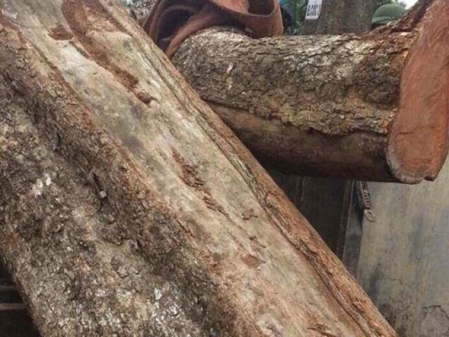 Tin tức trong ngày - Chi 26 tỉ, "cụ" sưa 200 tuổi chính thức về nhà đại gia gỗ Đồng Kỵ