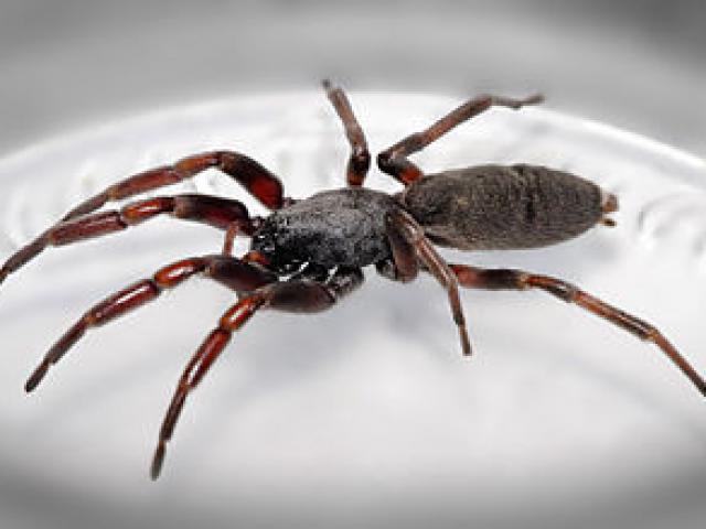 Úc: Cụt cả hai chân vì bị nhện đuôi trắng cắn