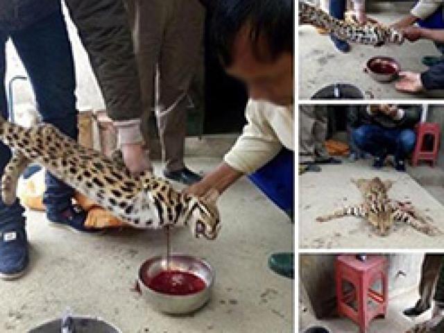 Tin tức trong ngày - Xẻ thịt mèo hoang "khoe" trên facebook: "Hành động vô nhân tính"