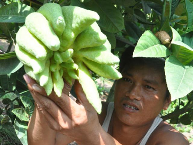 Tài chính - Bất động sản - Trồng cây tiền tỷ: Cây "bàn tay Phật" có gì đặc biệt?