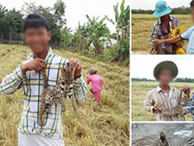 Tin tức trong ngày - Những con mèo rừng "mạng lớn" thoát chết khi cận kề bàn nhậu