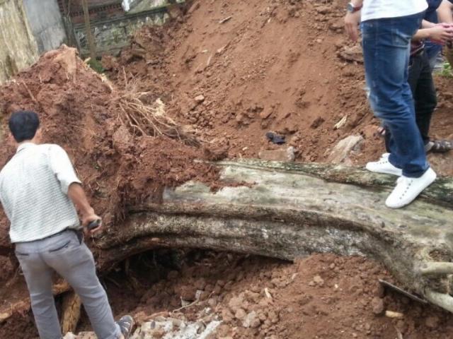 Tin tức trong ngày - Bán "cụ" sưa 200 tuổi, chia tiền cho dân làng có phạm luật?