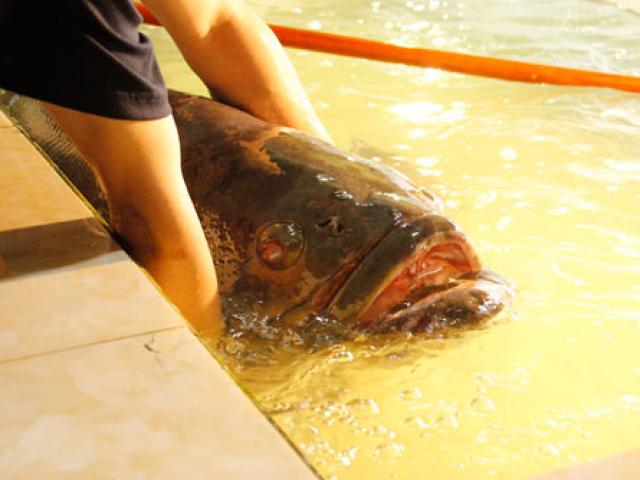 Kinh ngạc cá mú khổng lồ, dài gần 2m ”vẫy vùng” ở Sài Gòn