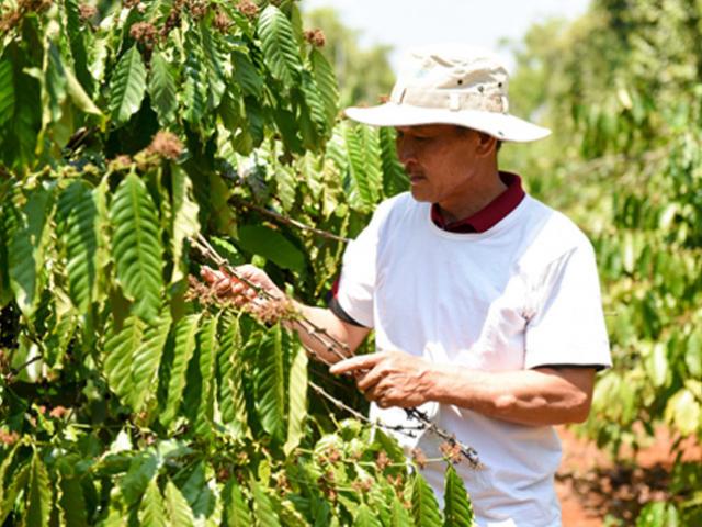 Thị trường - Tiêu dùng - Câu chuyện đằng sau ly cà phê chất lượng Việt