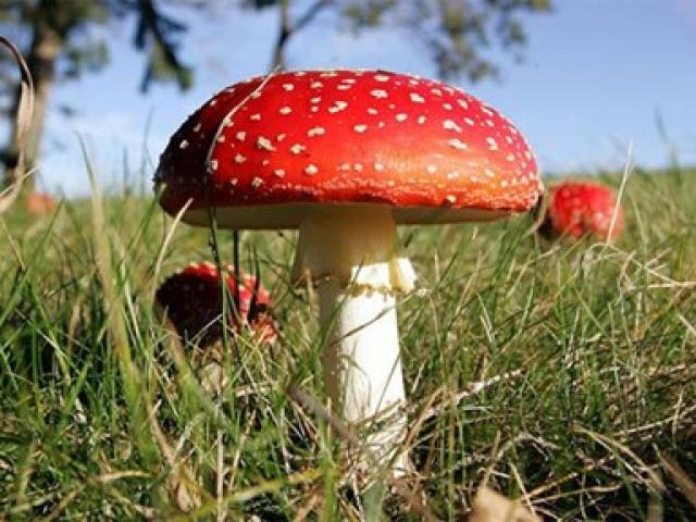 Sức khỏe đời sống - Biểu hiện ngộ độc nấm và cách xử trí