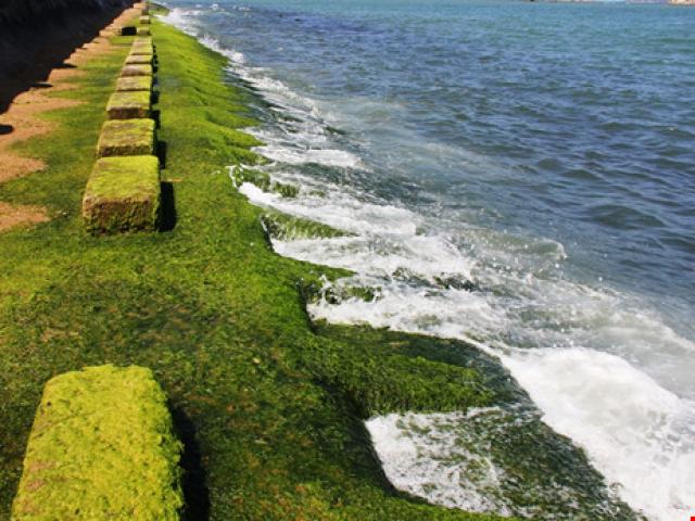 Du lịch - Đổ xô về phố biển Nha Trang ngắm rêu xanh