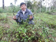 Thị trường - Tiêu dùng - Trồng cây tiền tỷ: &quot;Gieo&quot; cây biệt dược phòng the trên vùng đất mỏ