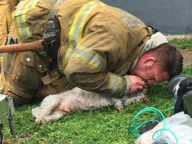Lính cứu hỏa hô hấp cứu chó đang nguy kịch gây xúc động