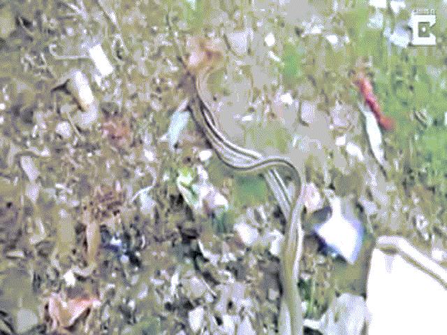 Thế giới - Ấn Độ: Dân làng lấy chăn chiếu "hầu" đôi rắn giao phối