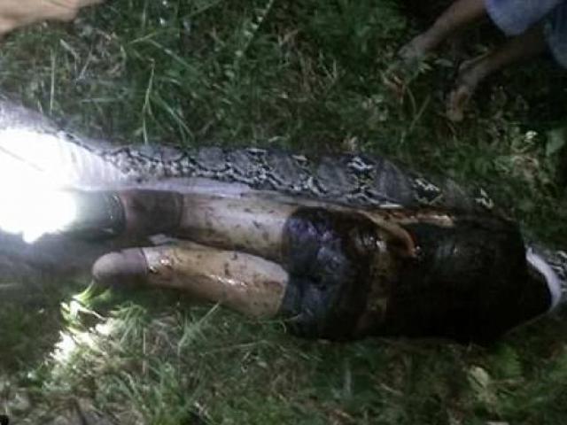 Thế giới - Vì sao trăn dài 7m "dám" ăn thịt người đàn ông Indonesia?