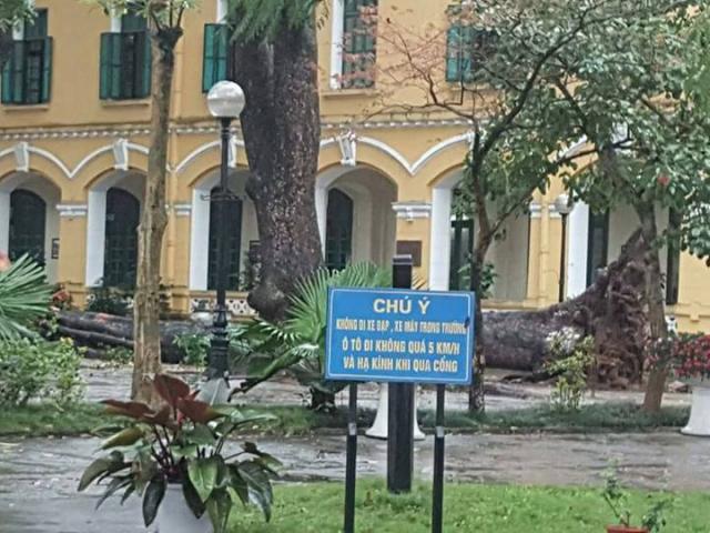 Tin tức trong ngày - Hà Nội: Cổ thụ bật gốc, đè 4 học sinh trong sân trường