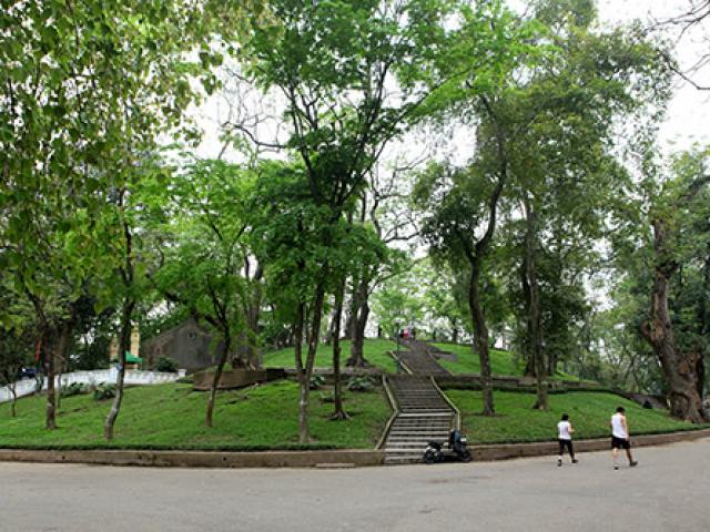 Tin tức trong ngày - Chiêm ngưỡng "kho báu" sưa đỏ bạc tỉ giữa lòng Hà Nội