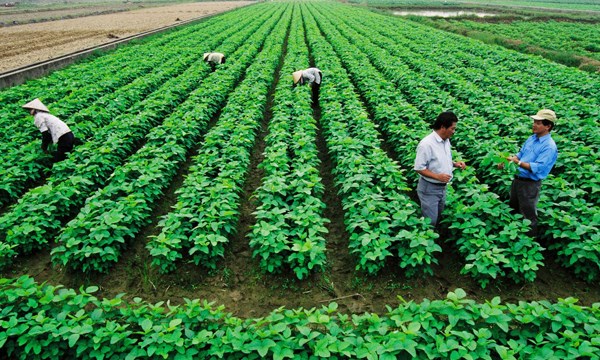 Tài chính - Bất động sản - "Các đại gia nhảy vào nông nghiệp thì đừng bỏ rơi nông dân"