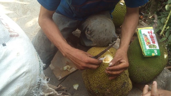 Thị trường - Tiêu dùng - Đổ hóa chất trực tiếp vào mít, ép chín siêu tốc