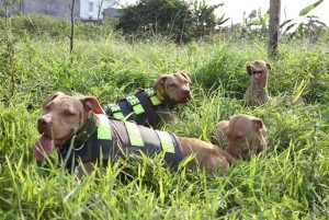 Tin tức trong ngày - Rộ mốt nuôi chó Pit Bull: Hiểm nguy rình rập