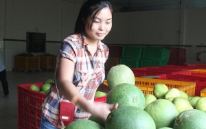Thị trường - Tiêu dùng - Càng nóng, giá bưởi da xanh càng “tăng nhiệt“