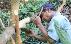 Thị trường - Tiêu dùng - Quảng Ngãi: Ngọt mùa quế cay