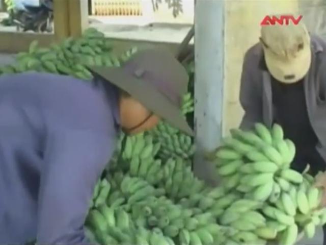 Thị trường - Tiêu dùng - Thương lái Phú Yên ồ ạt gom chuối xanh bán sang TQ