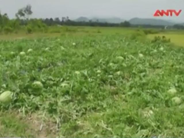 Thị trường - Tiêu dùng - Ruộng dưa sắp thu hoạch bị kẻ xấu phá tan hoang