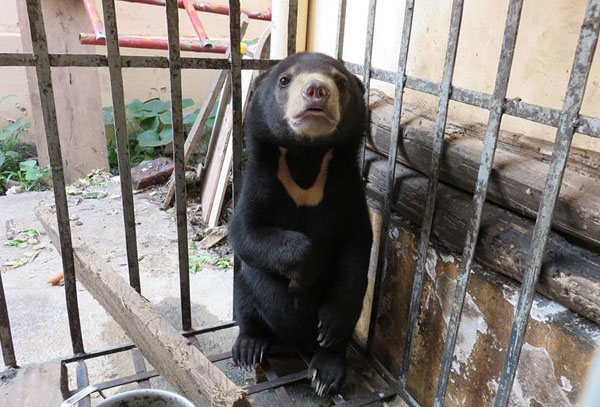 Tin tức trong ngày - Cứu hộ thành công gấu chó "mồ côi"