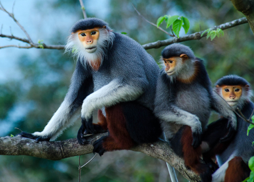 Pháp luật - Săn rồi sấy khô 3 “nữ hoàng” linh trưởng quý hiếm