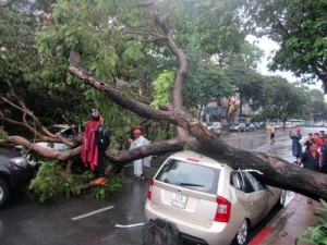 Tin tức trong ngày - Chủ tịch Hà Nội:  Lập hồ sơ từng cây xanh khi thay thế!