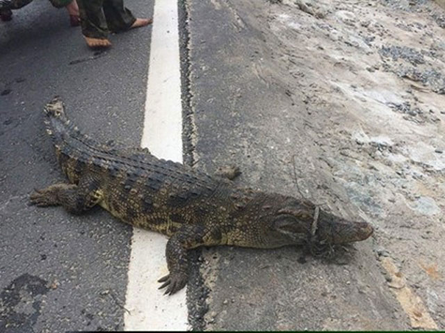 Tin tức trong ngày - Truy tìm nguồn gốc cá sấu 30kg nằm phơi nắng bên QL 1A