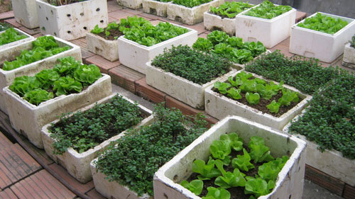 Sức khỏe đời sống - Cảnh báo nguy cơ rau tự trồng nhiễm độc