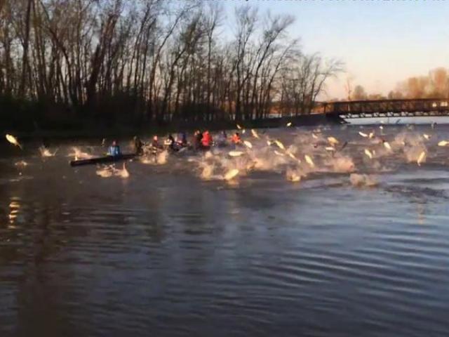 Môn thể thao khác - Hy Hữu: Cá chép châu Á "truy sát" VĐV chèo thuyền
