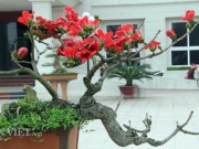 Tin tức trong ngày - HN: Cây gạo “nhí” nở hoa, dân chơi bonsai mê mẩn