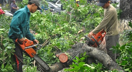 Hà Nội báo cáo vụ chặt cây xanh lên Thanh tra Chính phủ