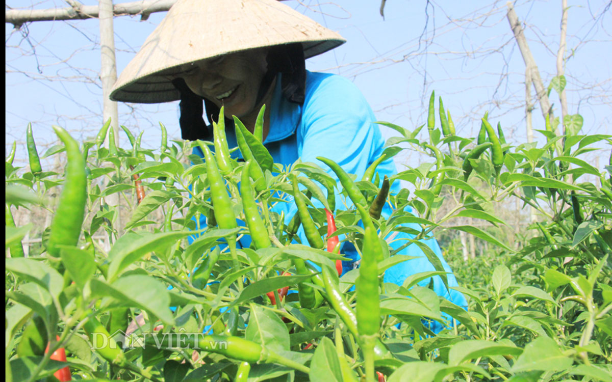 Thị trường - Tiêu dùng - Ớt lên giá cao chót vót: Bán 1 tạ mua được cả chỉ vàng