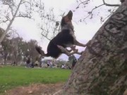 Thể thao - Kỳ thú: Chú chó nhảy parkour điêu luyện như người