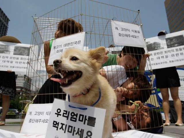 Thế giới: Giết chó có thể phải ngồi tù 5 năm