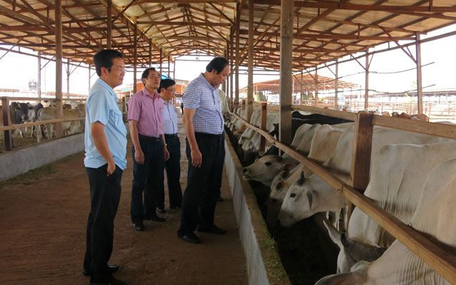 Tài chính - Bất động sản - Sẽ có “biệt thự” cho bò dọc sông Hồng