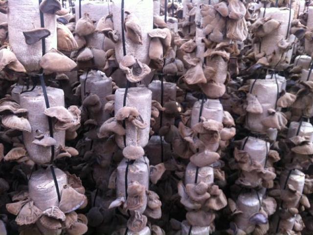 Cẩm nang tìm việc - Trồng mộc nhĩ “trúng” hơn buôn gỗ, buôn trâu