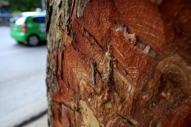 Tin tức trong ngày - Hà Nội chỉ đạo xử lý vụ “vết chém lạ” trên cây xanh