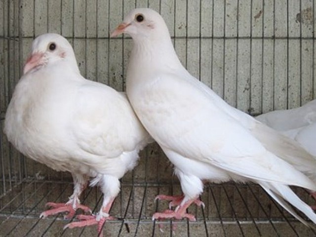 Cẩm nang tìm việc - Bỏ cá sấu, rắn mối, nuôi bồ câu mà giàu