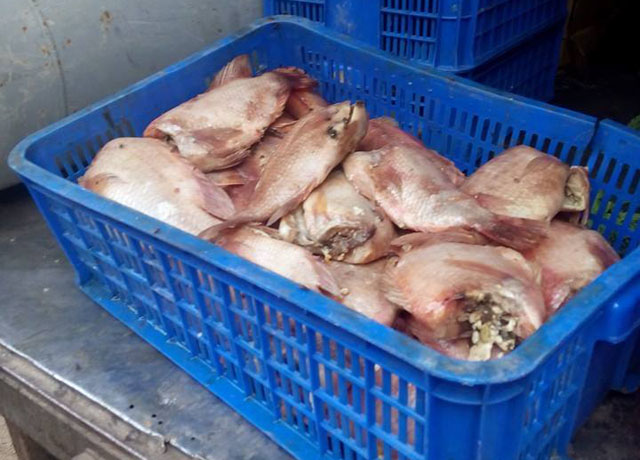 Tin tức trong ngày - Phạt "công ty cá thối" tuồn thực phẩm bẩn vào trường học