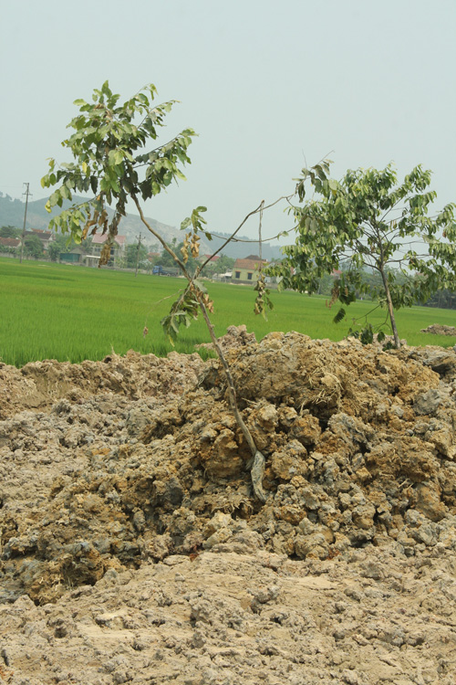 Tin tức trong ngày - Nghệ An: Hàng trăm cây sao đen dọc QL 46 bị “trảm”
