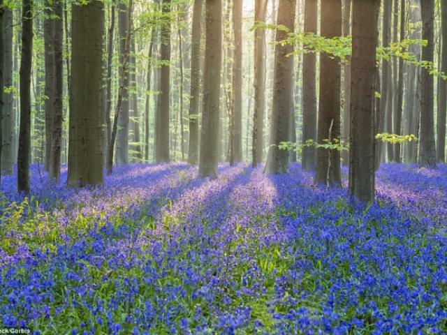 Du lịch - Chiêm ngưỡng 10 vườn hoa đẹp nhất thế giới