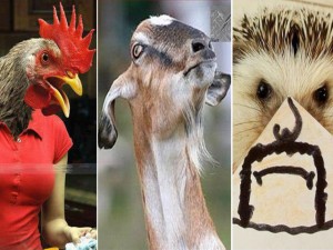 Phỏng vấn bác Dê, chị Gà và anh Nhím vụ “nhầm nhà“