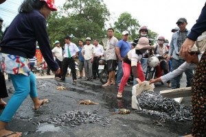 Tin tức trong ngày - Phản đối ô nhiễm, dân đổ tôm hùm chết ra quốc lộ