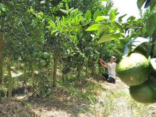 Cẩm nang tìm việc - Thủ lĩnh nông dân đi tiên phong bằng vườn cây 300 triệu