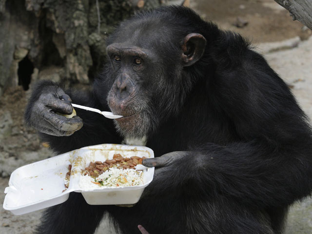 Tin tức trong ngày - Thẩm phán Mỹ trao “quyền làm người” cho tinh tinh