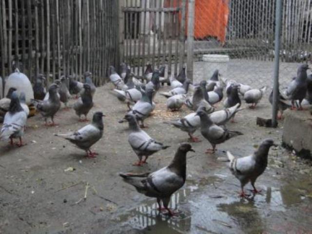 Cẩm nang tìm việc - Cử nhân 26 tuổi làm chủ trang trại bồ câu, gà cỏ bạc tỷ