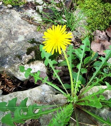 Sức khỏe đời sống - Cây bồ công anh có chữa được ung thư?