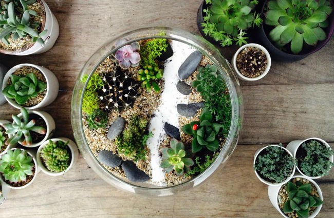 Tài chính - Bất động sản - Nữ kiến trúc sư bỏ việc nhà nước, kiếm 40 triệu/tháng từ cây cảnh mini