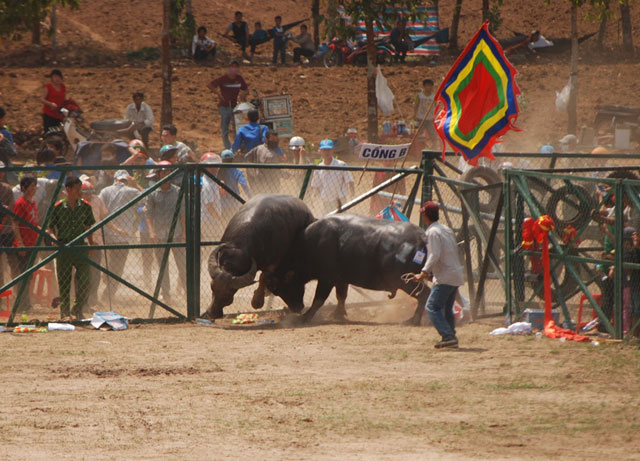 Tin tức trong ngày - Chọi trâu Bình Phước: Ông trâu "máu chiến" về đích